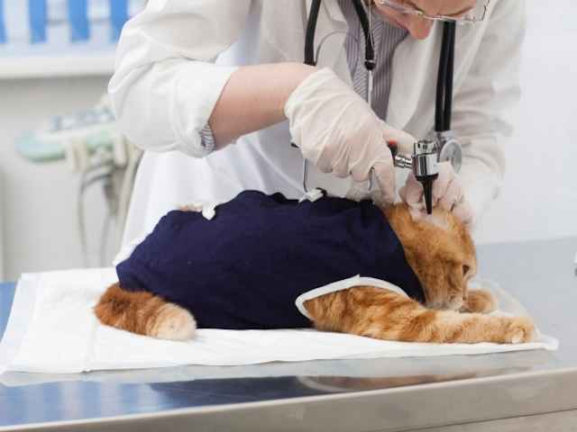 猫は病気を隠す？定期的な健康診断を！